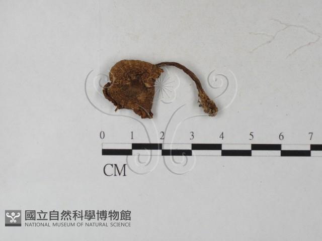 登錄號:F0027249藏品圖，第1張