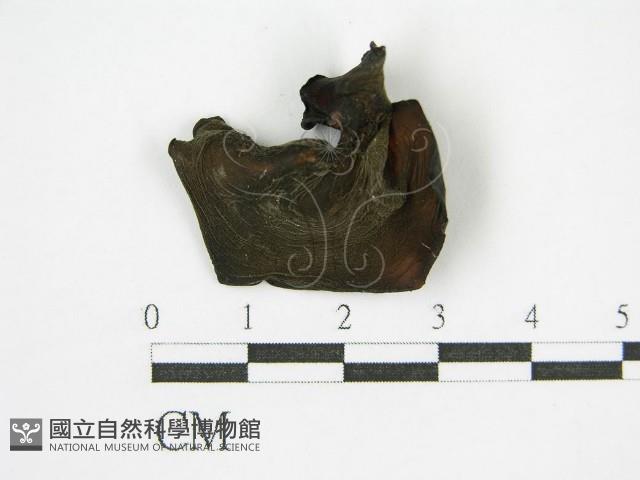 登錄號:F0015249藏品圖，第1張