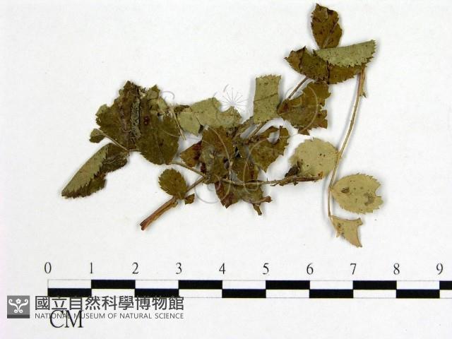 登錄號:F0019249藏品圖，第1張