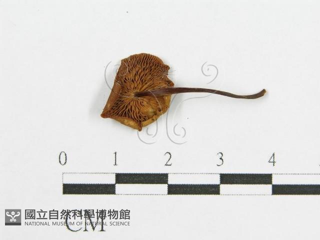 登錄號:F0003249藏品圖，第1張