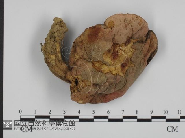 登錄號:F0013249藏品圖，第1張