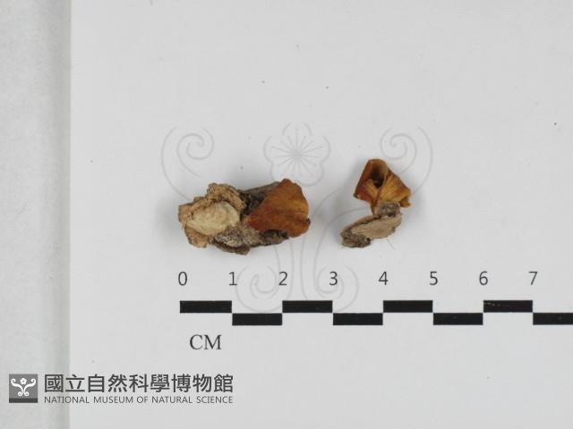 登錄號:F0033249藏品圖，第1張