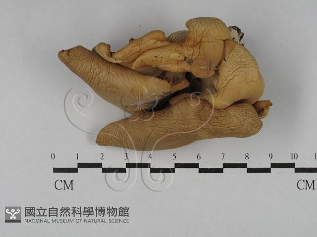 登錄號:F0028849藏品圖，第1張