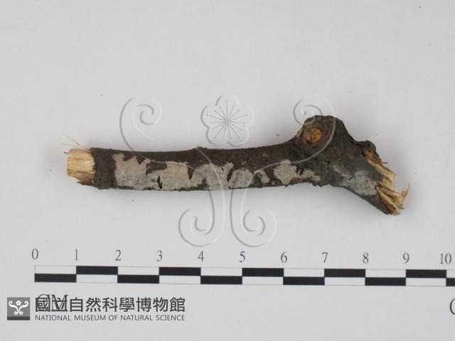 筍殼菌屬藏品圖，第1張