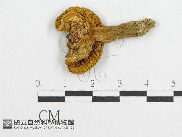 登錄號:F0010849藏品圖，第1張