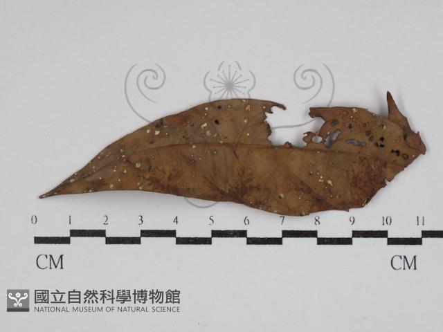 登錄號:F0030849藏品圖，第1張