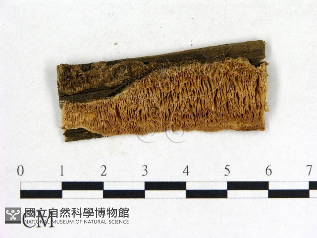 登錄號:F0006849藏品圖，第1張