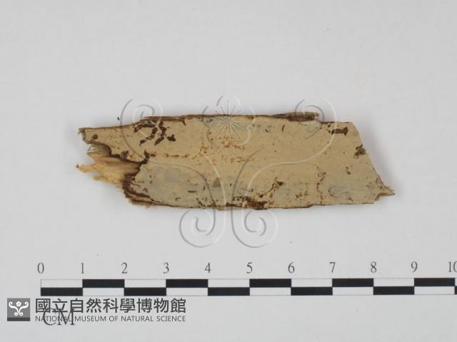 登錄號:F0016849藏品圖，第1張