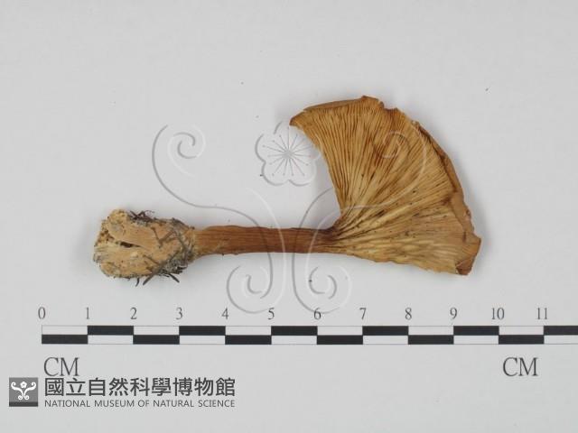 登錄號:F0021849藏品圖，第1張