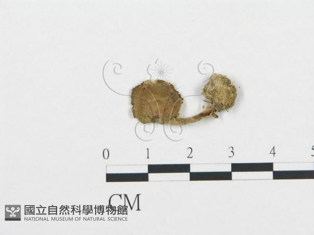 杯傘屬藏品圖，第1張