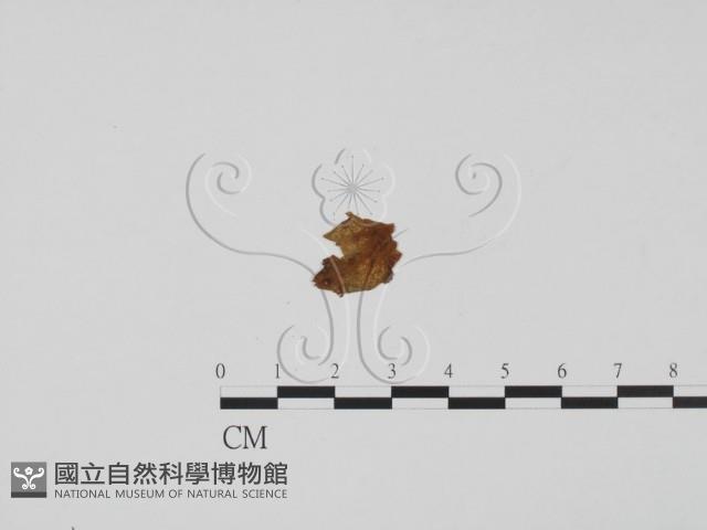 登錄號:F0011849藏品圖，第1張