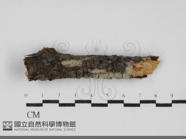 登錄號:F0031849藏品圖，第1張