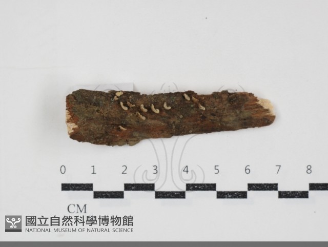 登錄號:F0034849藏品圖，第1張