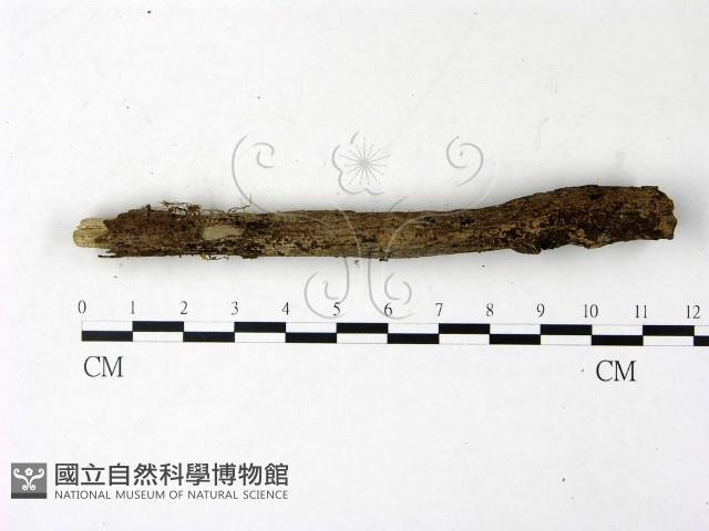 登錄號:F0022849藏品圖，第1張