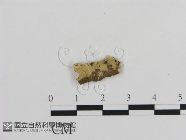 登錄號:F0002849藏品圖，第1張