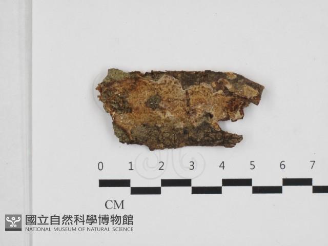 登錄號:F0032849藏品圖，第1張