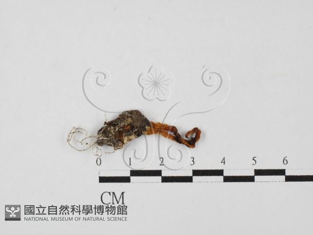 登錄號:F0027849藏品圖，第1張