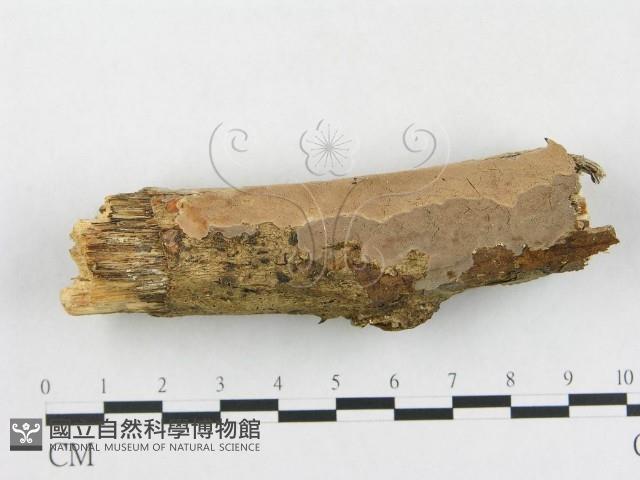 登錄號:F0007849藏品圖，第1張