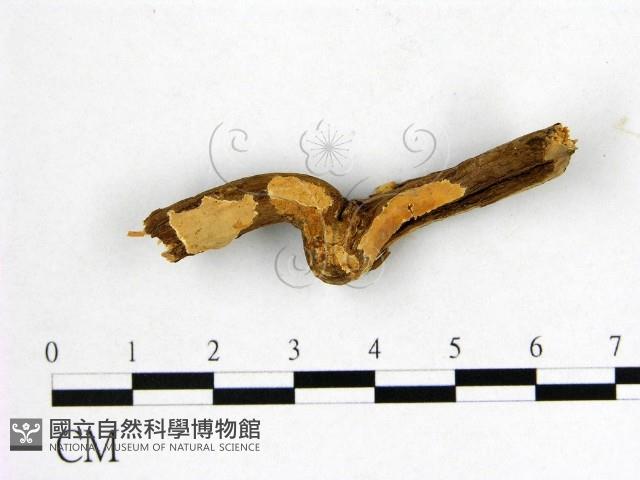 登錄號:F0017849藏品圖，第1張