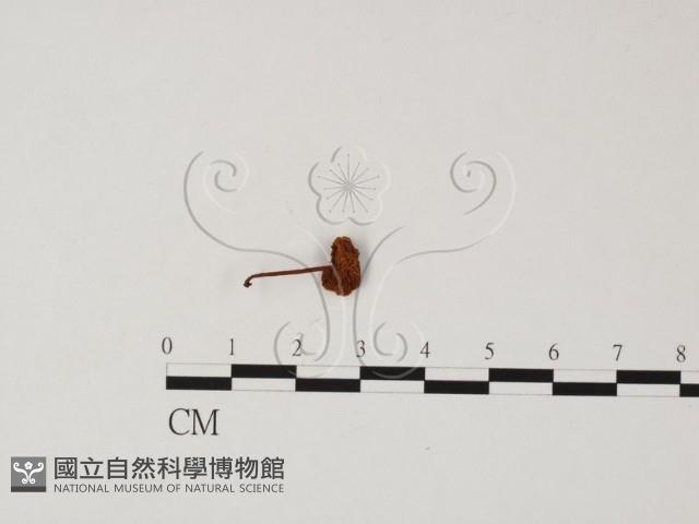 登錄號:F0025849藏品圖，第1張