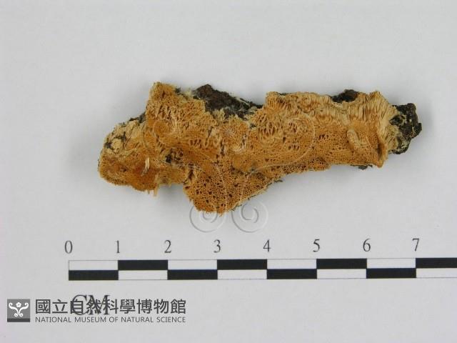 登錄號:F0005849藏品圖，第1張