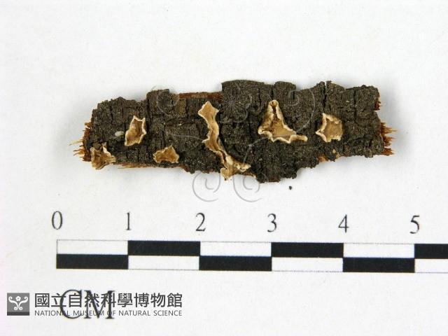 登錄號:F0013849藏品圖，第1張