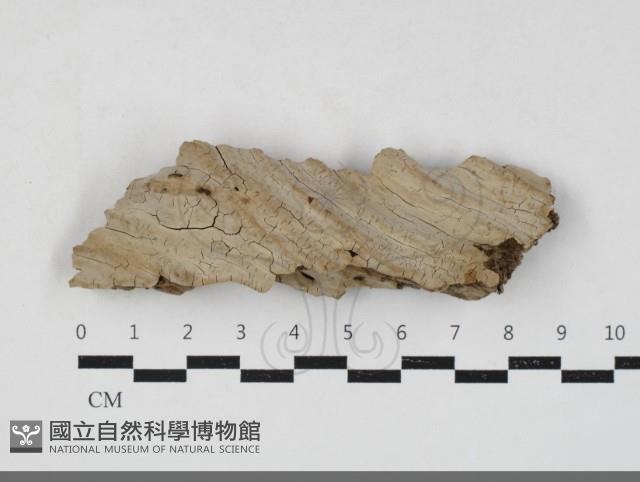 登錄號:F0033849藏品圖，第1張