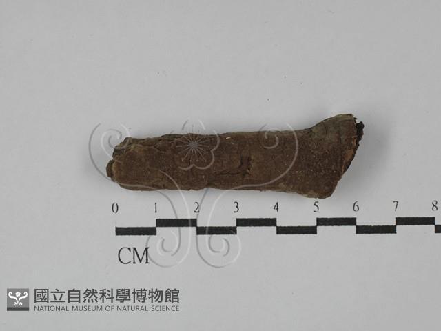 刺革菌屬藏品圖，第1張