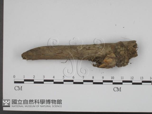 登錄號:F0008949藏品圖，第1張