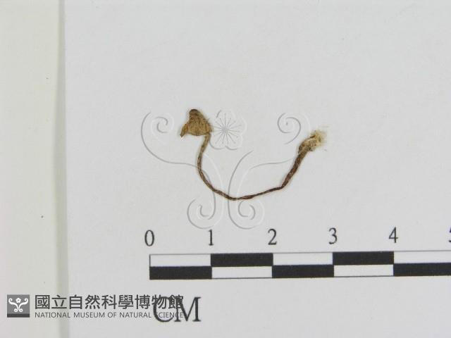 登錄號:F0010949藏品圖，第1張