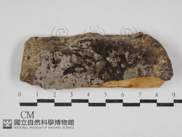 登錄號:F0030949藏品圖，第1張