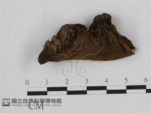 登錄號:F0006949藏品圖，第1張