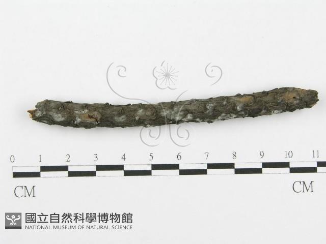 登錄號:F0016949藏品圖，第1張
