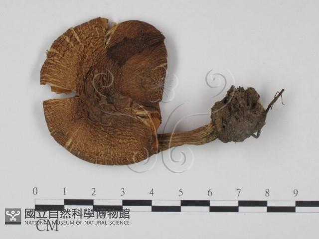 登錄號:F0021949藏品圖，第1張