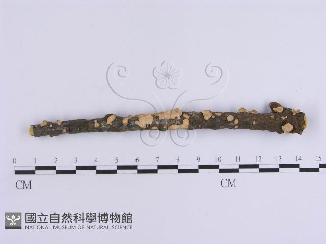 韌革菌屬藏品圖，第1張