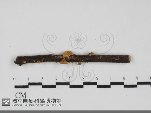 登錄號:F0031949藏品圖，第1張