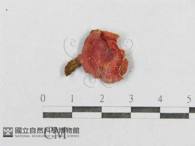 紅菇屬藏品圖，第1張