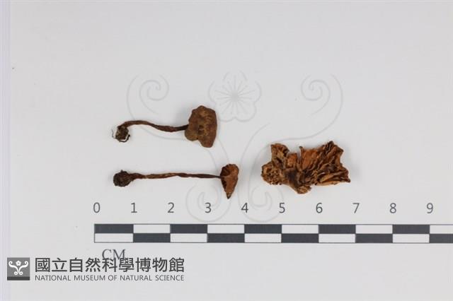 登錄號:F0034949藏品圖，第1張