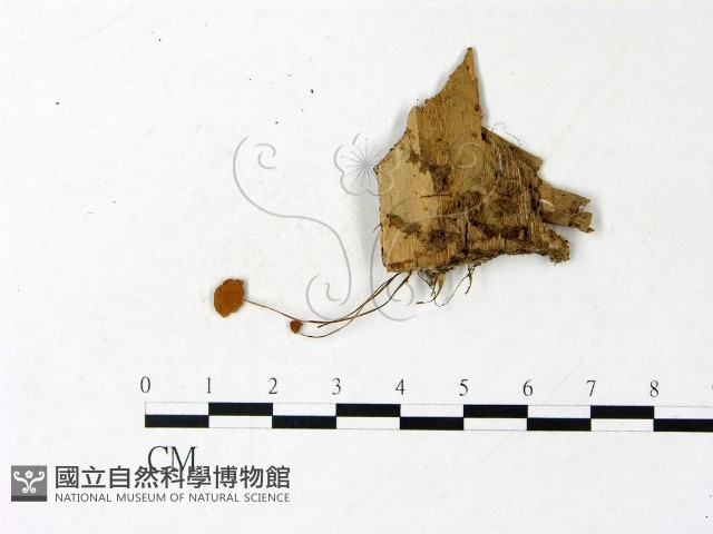 登錄號:F0022949藏品圖，第1張