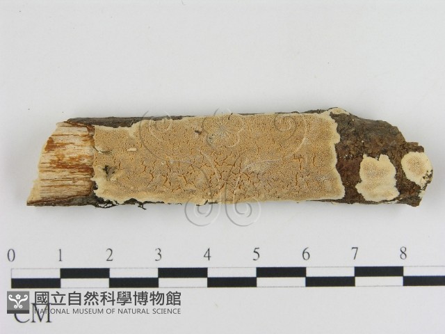 登錄號:F0002949藏品圖，第1張