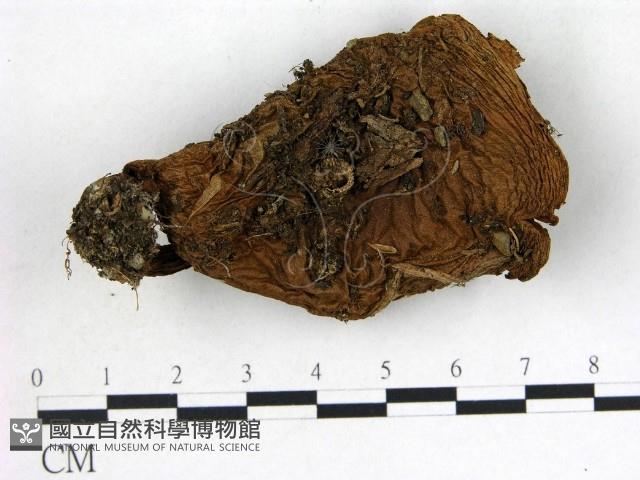 登錄號:F0012949藏品圖，第1張