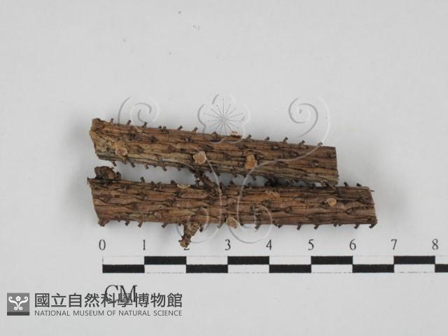 盤革菌屬藏品圖，第1張