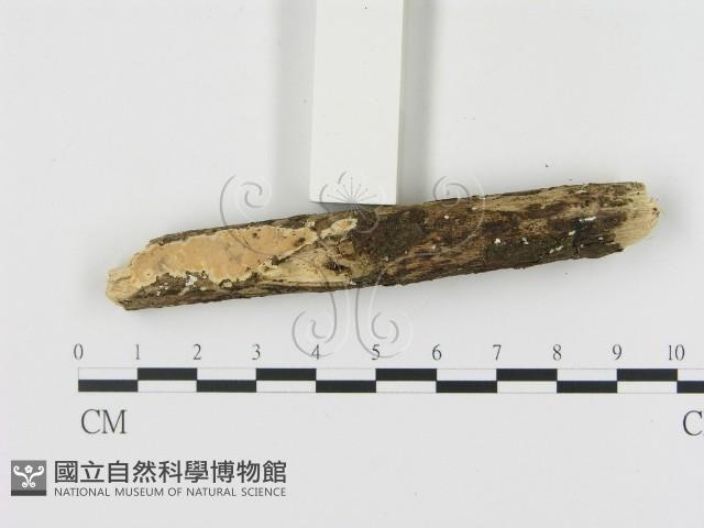 登錄號:F0007949藏品圖，第1張