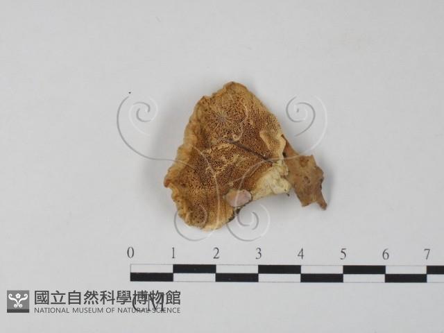 栓菌屬藏品圖，第1張