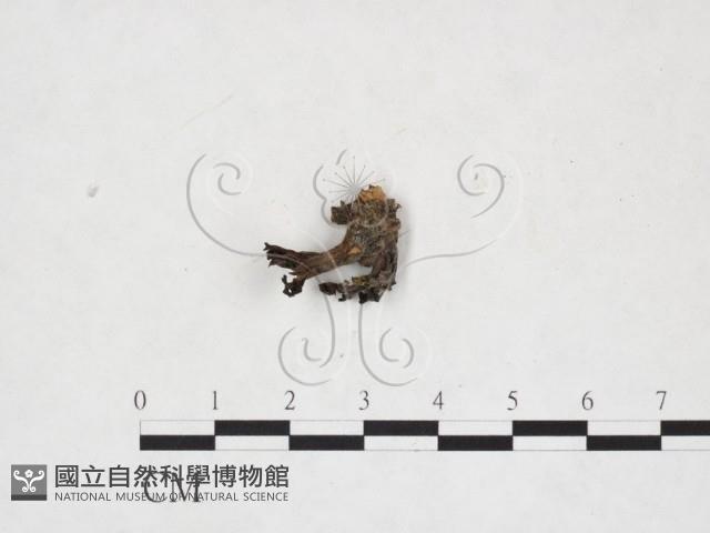 登錄號:F0025949藏品圖，第1張