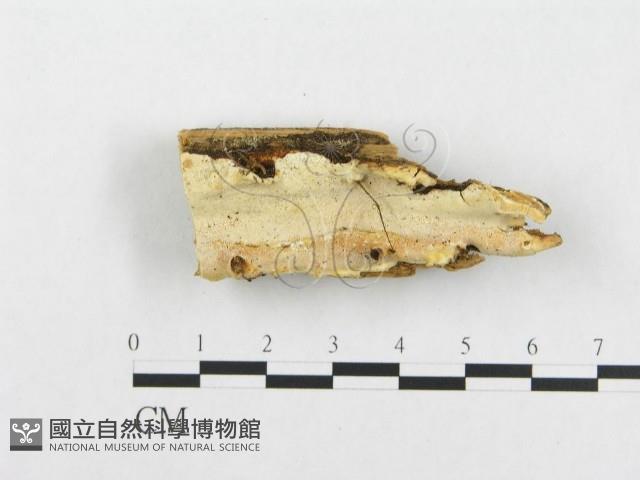 登錄號:F0005949藏品圖，第1張