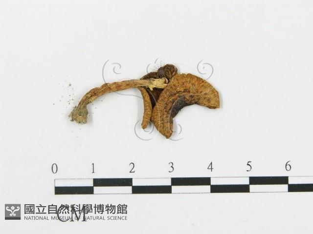 傘菌屬藏品圖，第1張