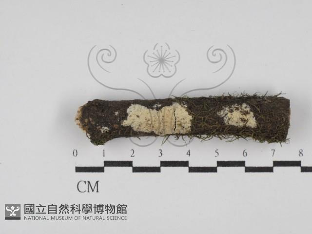 剛毛絲皮菌藏品圖，第1張