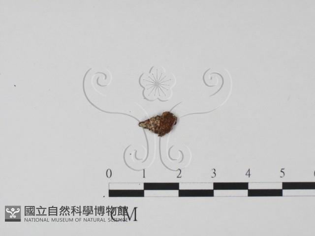 登錄號:F0009949藏品圖，第1張