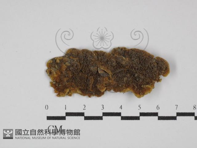 登錄號:F0023949藏品圖，第1張